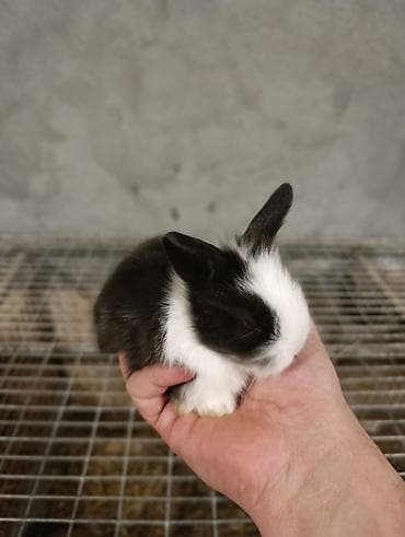 karlik dovşanı: Miniatür dovşan balaları • Cinslər: qulaqları sallanan (lop) və dik — 5