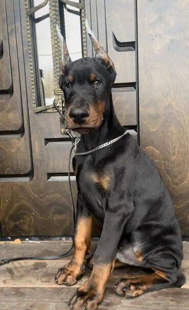 Akvariumlar: Doberman, 2 ay, Erkek, Sənədli, Pulsuz çatdırılma — 5