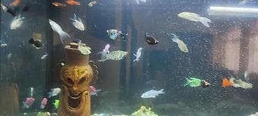 ucuz akvarium baliqlari: Şkafli akvaryum 120 lt içinde 50 balıq moli 2 növglofish neon — 3