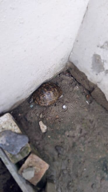 heyvanlar və balaları: Quru tısbağa - Növ: Quru/sahə tısbağası (Torpaq tısbağası) - Rəng — 1