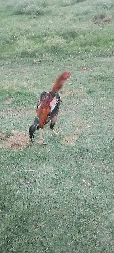 ucuz gullər: Salam alekum kim qapısına yaxşı hevan isdiyir buyurusun dedesi şamo — 2