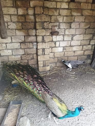 qaşqaldaq quşu: Məhsul: Hind tovusu (taclı tovuz quşu), erkək dişi cüt satılır — 4
