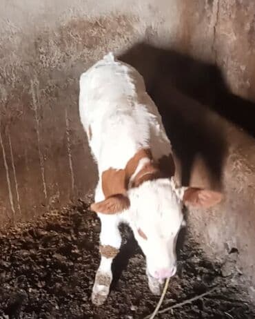 VAZ (LADA): Satılır: cins buzov - Rəng: ağ-qəhvəyi (xallı). - Yaş qrupu: yeni — 3