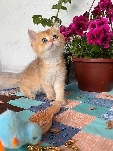 Heyvanlar: Qızıl şinşilla, Erkək, Dişi, Yaxşı əllərə, Ünvandan götürmə, Ödənişli çatdırılma — 2