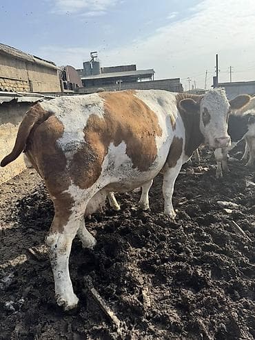 lalafo heyvanlar: Dişi, Holsteyn, Simental, il: 4, 900 kq, Südlük, Ünvandan götürmə — 4