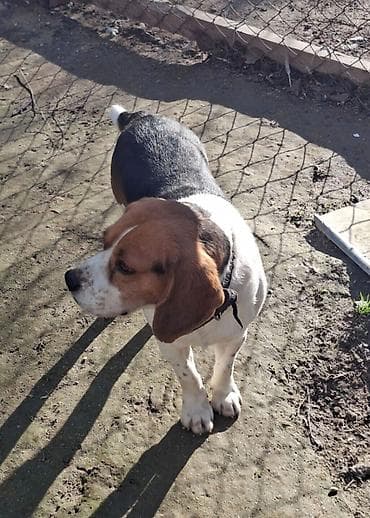 naxcivan it elanlari: Bigl, 4 il, Erkek, Sənədli, Ünvandan götürmə — 2