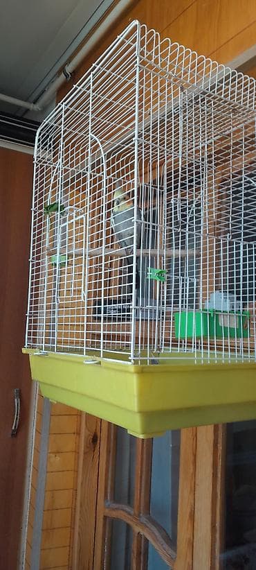 soltan quşu: Ərkək 2 yaş gəfəslə bir yerdə.Самец 2 года вместе с клеткой — 4