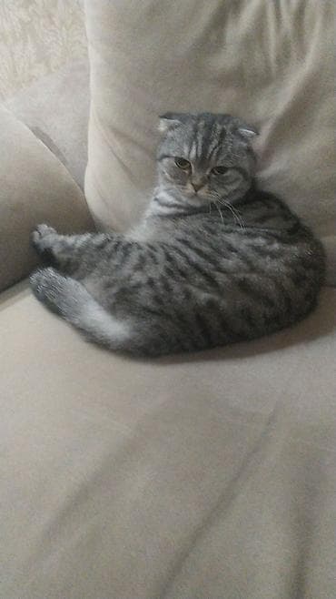 balaca pisikler: Şotland — 3