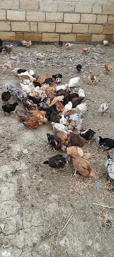 qoyun satilir: Toyuq cücələri, Damazlıq — 2