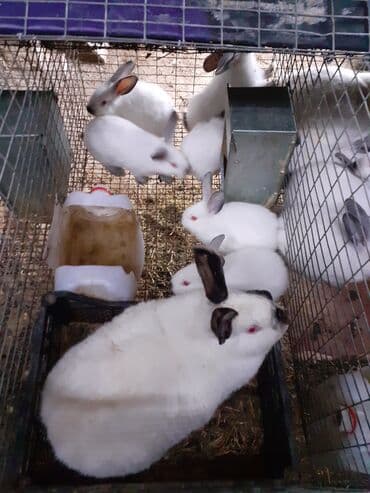 Salam təmiz qan sağlam danazlıq 2 aylıq Kalfornya və Burqun dovşan lalafo.az -da Salam təmiz qan sağlam danazlıq 2 aylıq Kalfornya və Burqun dovşan