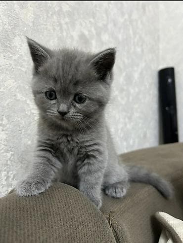 ən gözəl pişik adları: Ağ balaca pişik balası – mavi gözlü, tükləri yumşaq və sıx. Üzündə və — 10