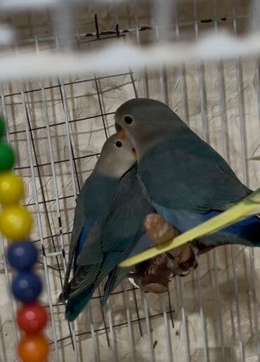 jako tutuquşusunun digər adı: Yeme təzə düşmüş niraznlcik balalar — 4