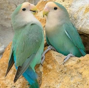 tutuquşu növləri: - Məhsul: Sevgi quşları (lovebird) - Rəng çaları: açıq yaşıl-göy — 1