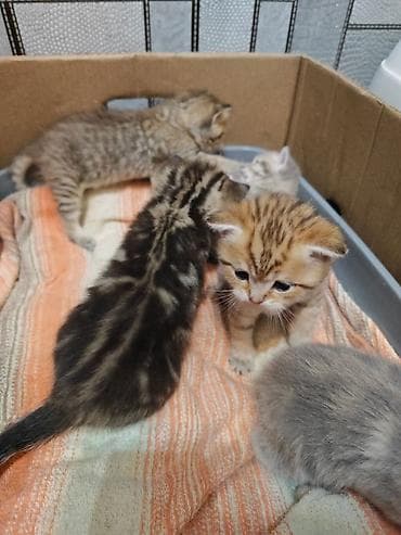 heyvan geyimi: Şotland — 3