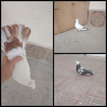 goyərcin yumurtası: Abrez sarı quyruq erkeydi cil bas maya tam saglam hazr cutduler cidi — 1