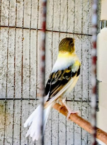 tetra quşu: Yumurta üsdünde yatan cüt bülbüller. 1yaşları var çox baxımlı və iri — 2