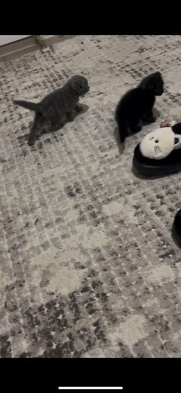 samoyed balasi satilir: Erkək, Dişi, Yaxşı əllərə, Ünvandan götürmə, Ödənişli çatdırılma — 3