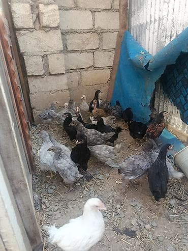 Toyuq cücələri, Damazlıq