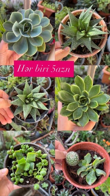 gül toxum satışı: , qiymət müxtəlifdir. Vatsapp mövcuddur!. Çatdırılma metrolara — 5