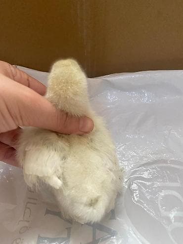 xarkov cuceler: Toyuq cücələri, Damazlıq — 3