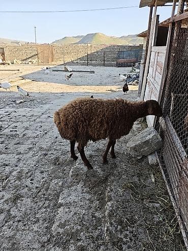 bordaq qoyun: 7ayliqdi saglam heyvandi — 6