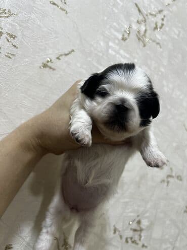 doyus itleri: Pekines, Dişi, Ünvandan götürmə — 10