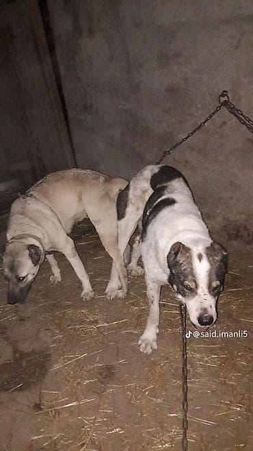 Птицы: Məhsul: Balaca çoban itləri (yavru) Təsvir: - Şəkillərdə gördüyünüz — 3