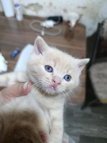 paroda pişik: Şotland — 6