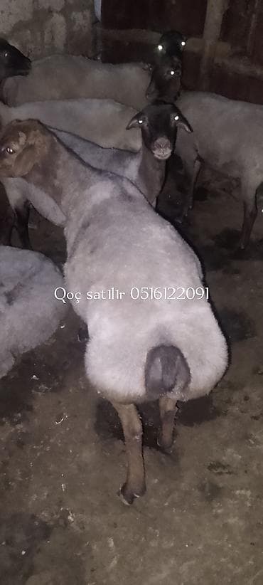 Qoç – yerli quyruqlu tip - İri quyruq və güclü sümük quruluşu - — 2