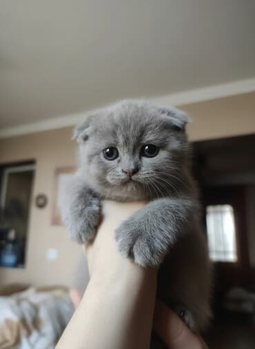 dosan sekili: Şotland yastı qulaq, Erkək, Dişi, Ünvandan götürmə — 1