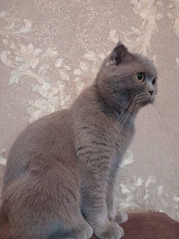 balaca cins itler: Britan, Dişi, Yaxşı əllərə, Ödənişli çatdırılma — 2