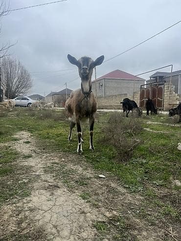 İtlər: Dişi, Alpine, il: 3, Südlük — 3