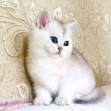 Britan, Dişi, Yaxşı əllərə, Ünvandan götürmə