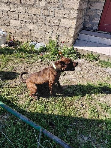 pitbul satışı: 11 ayliqdi tecili satilir — 3