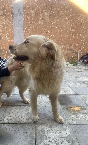 lalafo ev heyvanlari: Retriever, 2 il, Erkek, Peyvəndli, Pulsuz çatdırılma — 4