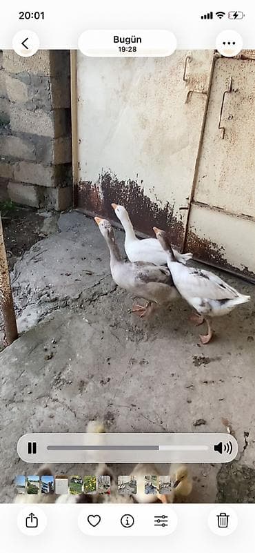 ev pişiyi qiyməti: 3 dənə 4 aylıq 6 dənə 2 aylıq yerli qazlar satılır — 2