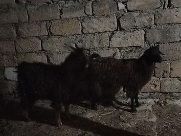keci: Məhsul: 2 baş qara rəngli keçi 1 erkəy 1dişi 20 22 kilo diri — 3