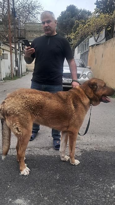 doberman satilir: Salam diṣ̌i satilir boy -85 sm çeki 65-70 Ukraniya Volqoqrad çempionu — 4