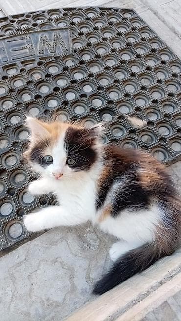 Pişiklər: Məhsul: Pişik balaları (trikolor və narıncı-ağ rənglər) Təsvir: - Bir — 4