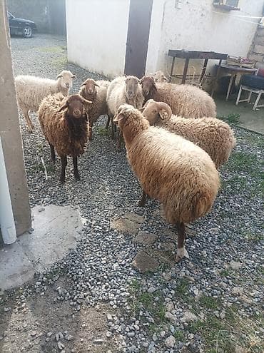 arpa satisi: Dişi, il: 1, 80 kq, Ətlik, Ödənişli çatdırılma — 1