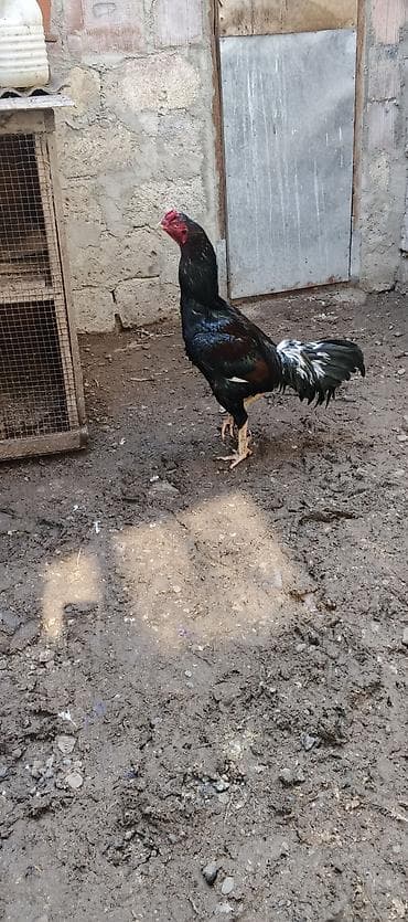 inək satılır binə: Xoruz, Brazil, il: 3, Ödənişli çatdırılma — 4