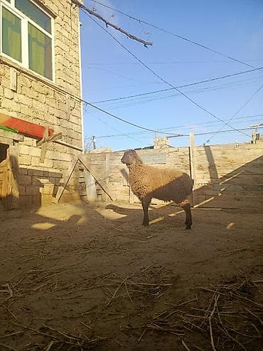 Птицы: Erkək quzu yağlı quzudu esl qurban kesmey ozunuz ucun kesmey — 4