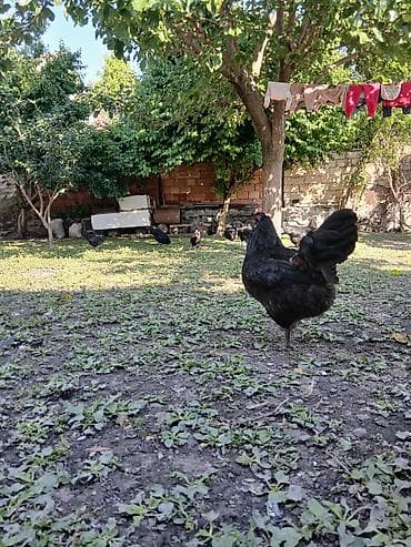 qurd basar: Avstrolorp ailesi 1 xoruz 2 fere qurd dermani cicek vaksini. Cumo — 3