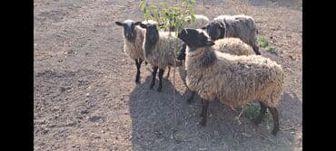 Inəklər, öküzlər: Salam Satır Ramanov qoyunları Boğaz. damazlığ 4 tişi 3 erkəydi — 3