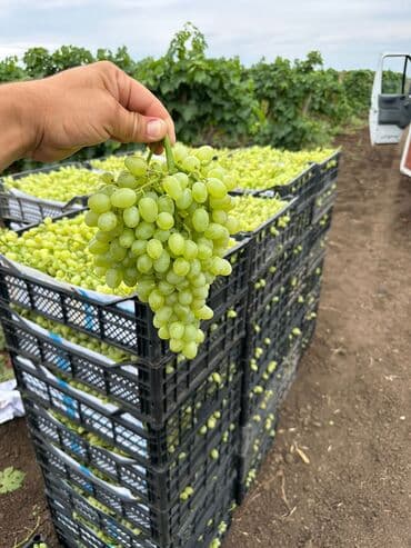 ağaç satışı: Meyvə və dekorativ ağac tingləri Təsvir: - Tərtər rayonu ərazisində — 7