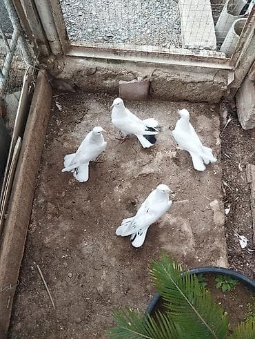 qus: 18 19 tüklərdi ağlar bir cüt nişannilar bir cütdü kövən balalardi cütü — 3