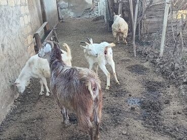 dalmatin satilir: Təmiz Sani və hələb keçiləri satılır. nə sualınız olsa zəng edin — 8