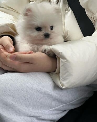 шпиц в баку: Şpitz, 2 ay, Erkek, Sənədli, Pulsuz çatdırılma — 2