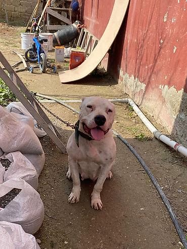 en ucuz itler: Doq — 2