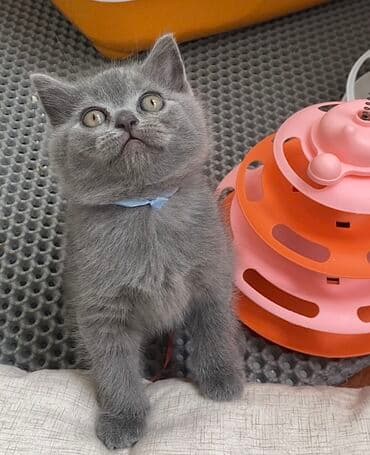 pişik şəkili: Şotland, Dişi, Erkək, Ünvandan götürmə — 7